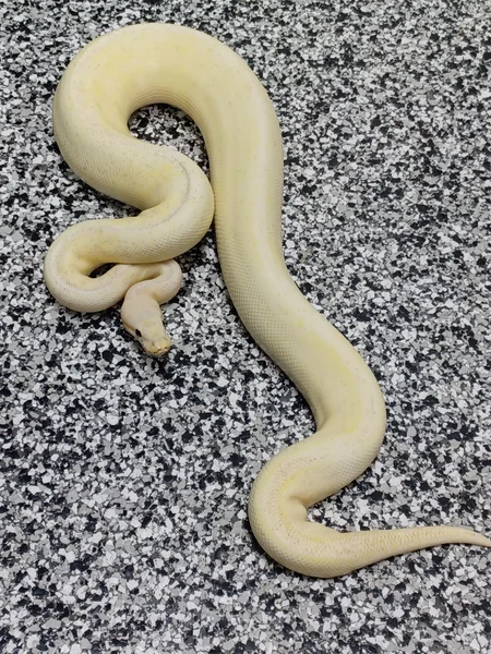 Banana Lemonblast Freeway