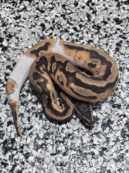 Pied DH DG/Cryptic