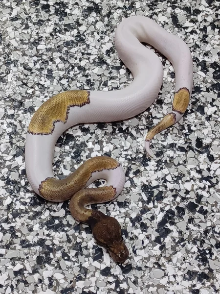 Mojave Mahogany Pied