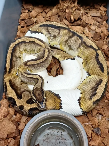 Pied