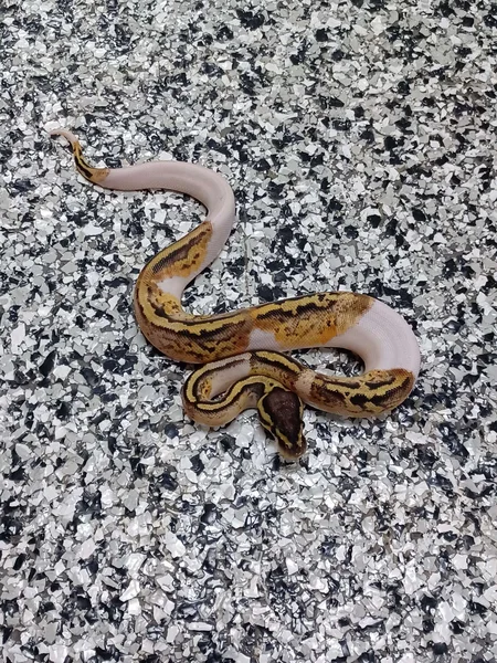 Pastel Pied Het Clown 50% Cara