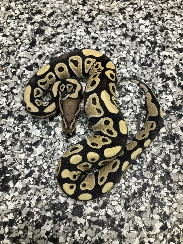Enhancer Het Clown 66% G-Stripe