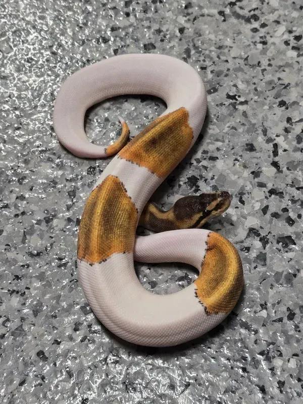 G-Stripe Pied Het Lav