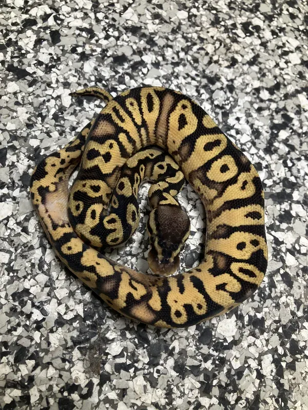 Super Pastel ODYB Het Clown 50% Monsoon