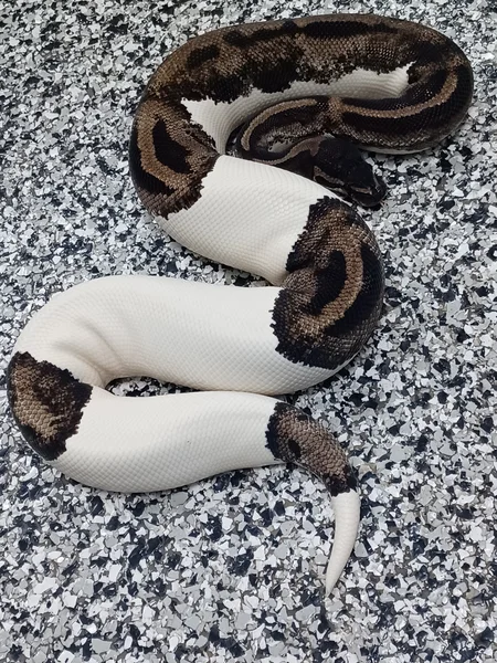 Lightning Pied