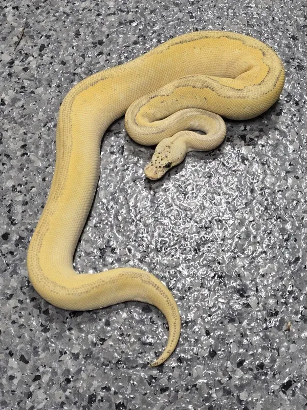 Pastel Leo Freeway Clown