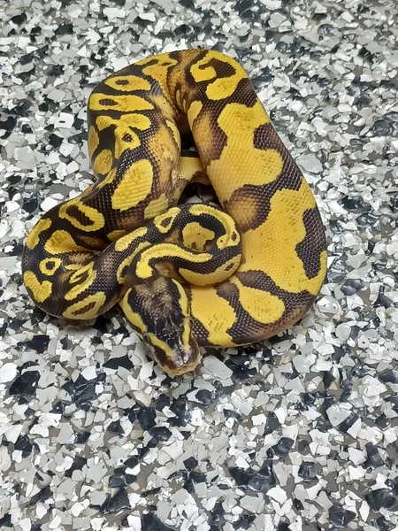 Pastel Enchi YB Het Pied