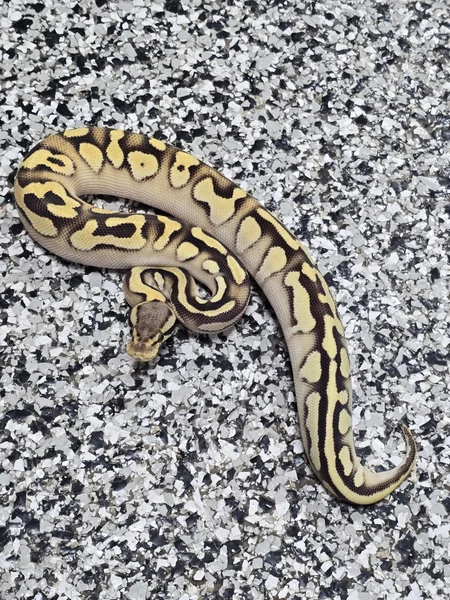 Pastel Enchi Mojave OD DH Clown/Pied poss YB