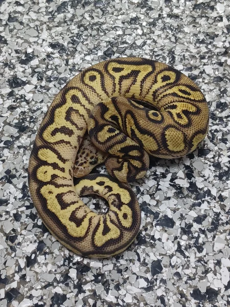 Pastel YB Clown Het Pied
