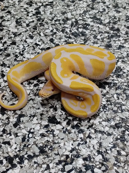 Lav DH Pied/G-Stripe