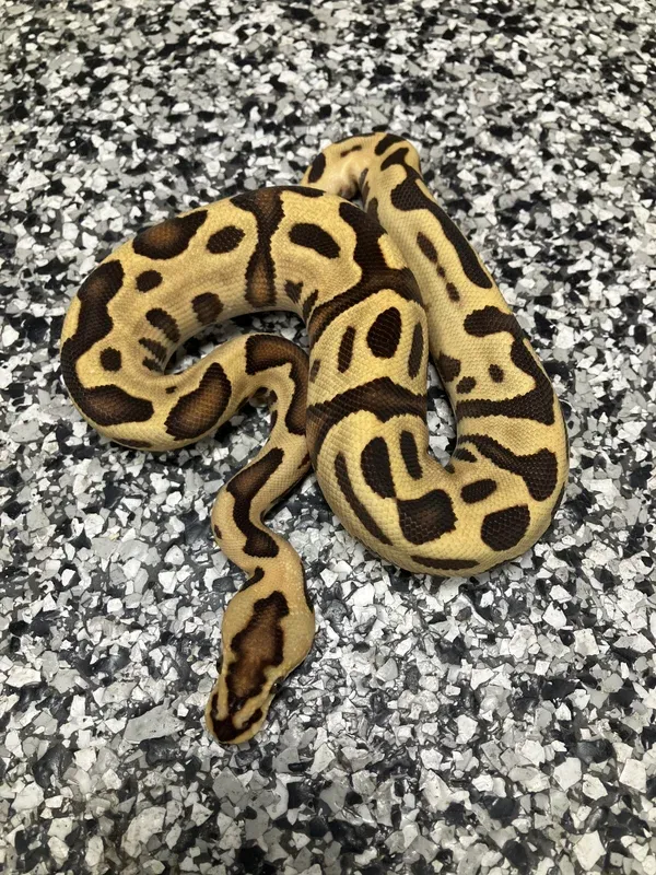 Enchi Leo Creed Crypton Het Ultramel 50% Hypo