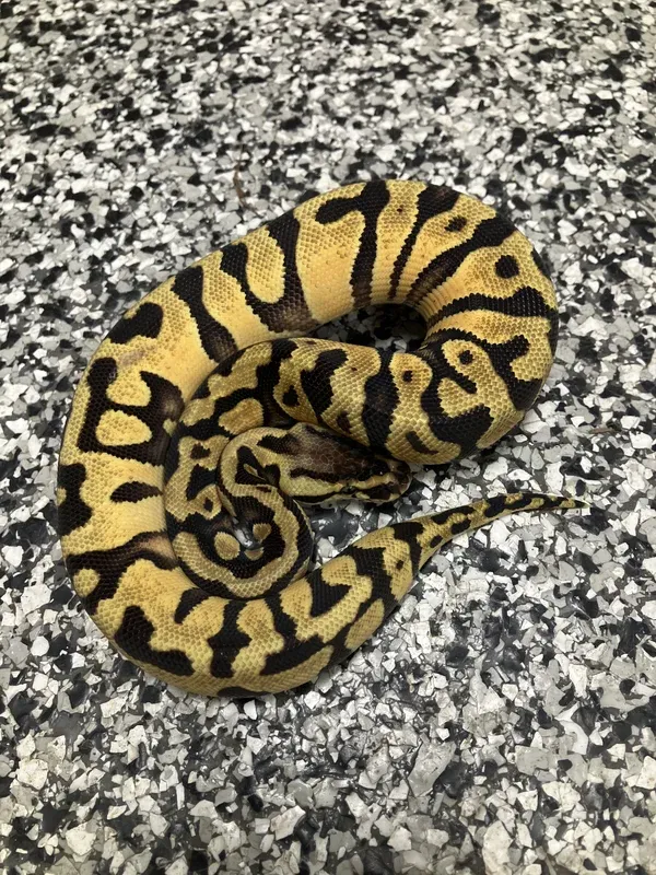 Pastel Enchi Asphalt Het Clown