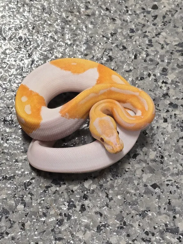 Dream Het G-Stripe