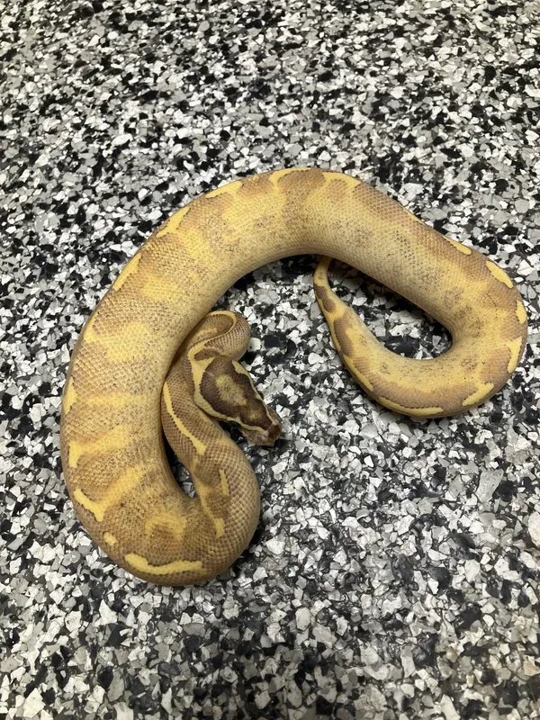 Enchi Vanilla Freeway