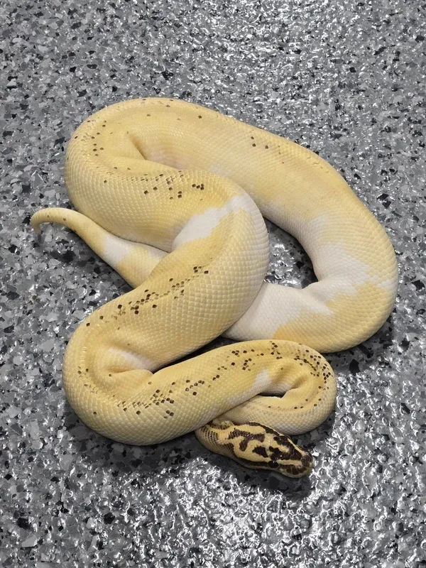 Pastel Enchi Freeway Pied