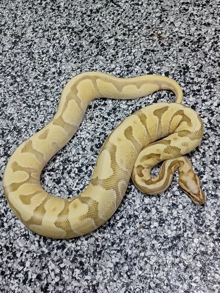 OD Enchi Super Vanilla 50% Het Hypo