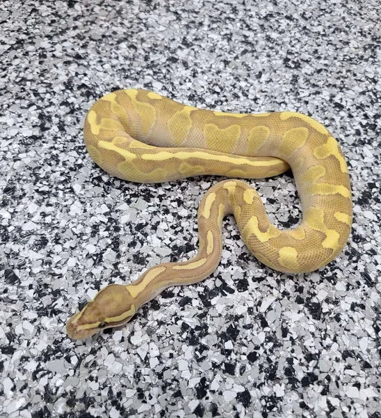 OD Fire Enchi Butter Hypo 66% Clown