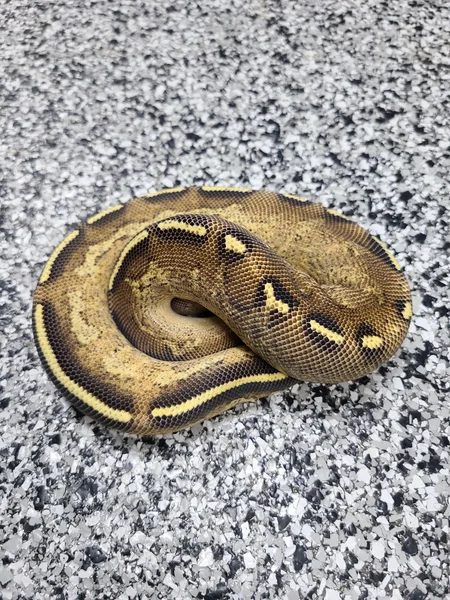 Enchi Freeway 66% Enhancer