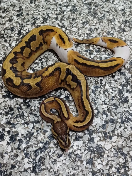 Pied DH Hypo/Ultramel