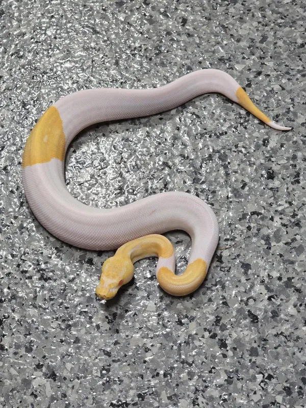 BP Albino Pied