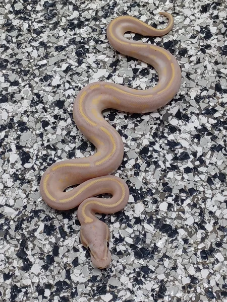 Banana Pastel Freeway