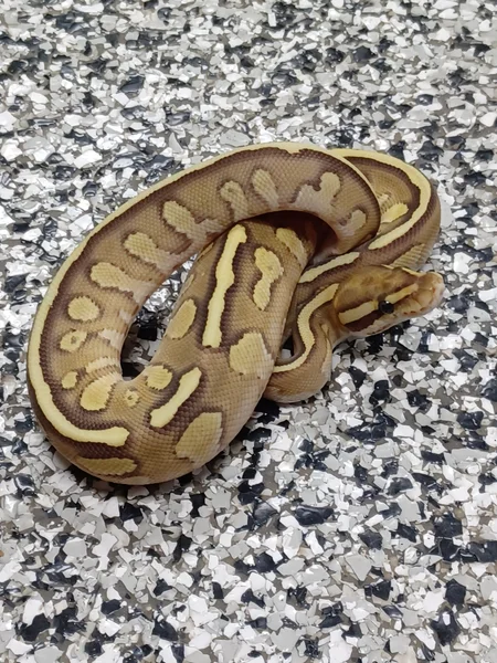 OD Fire Lesser TH DG/Hypo/Clown