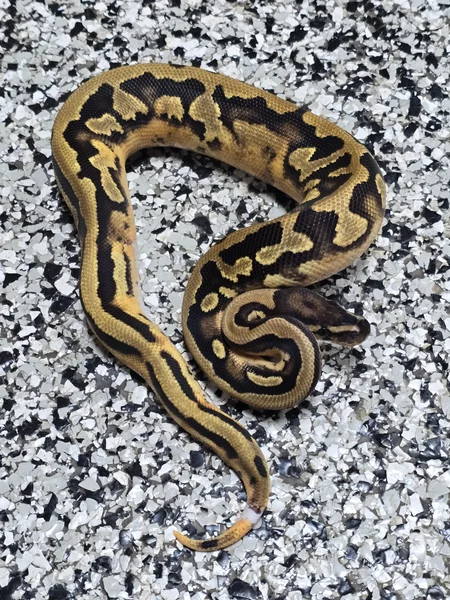 Pied DH DG/Cryptic