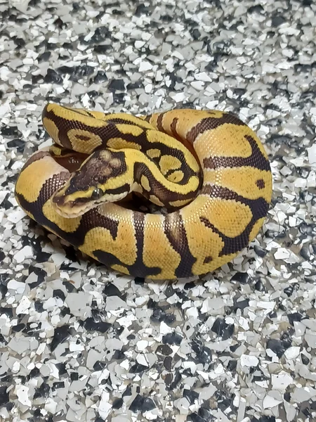 Pastel Enchi DH Rainbow/Hypo