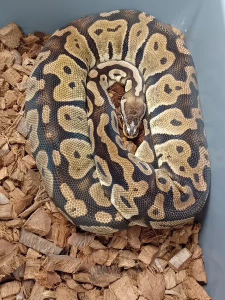 Pastel SH DH Albino/Pied