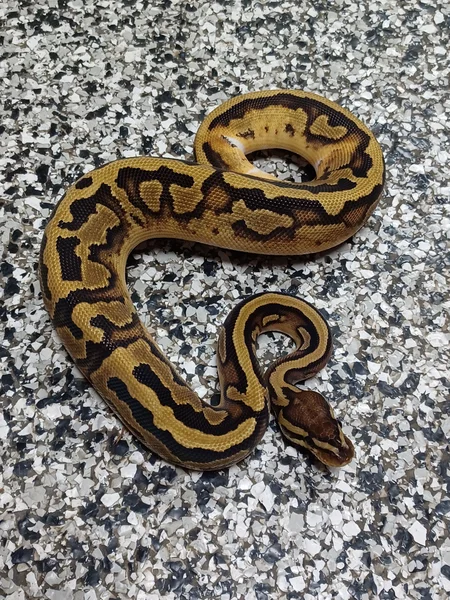 Pied DH Hypo/Ultramel