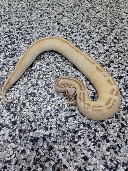 Pastel Enchi Cinnamon Freeway Het Lav