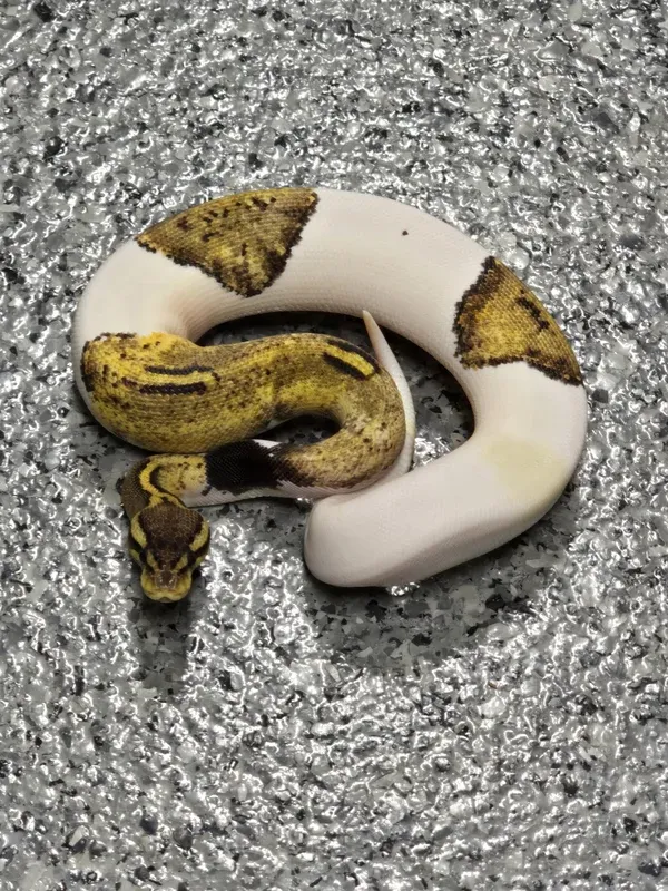 Pastel Mahogany Pied Het Lav
