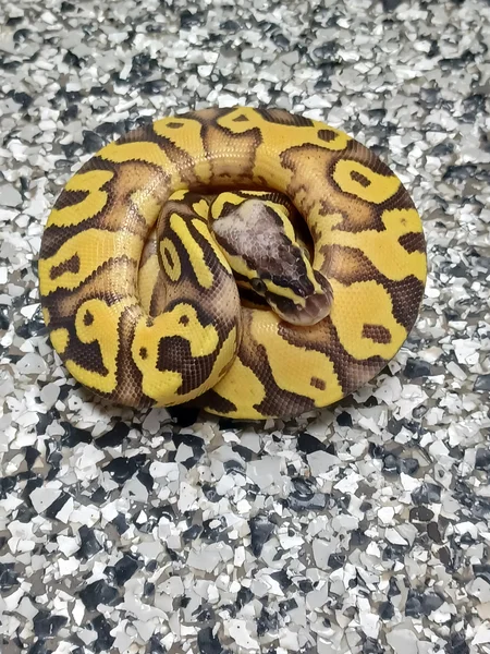 Super Pastel Enchi YB Het Pied