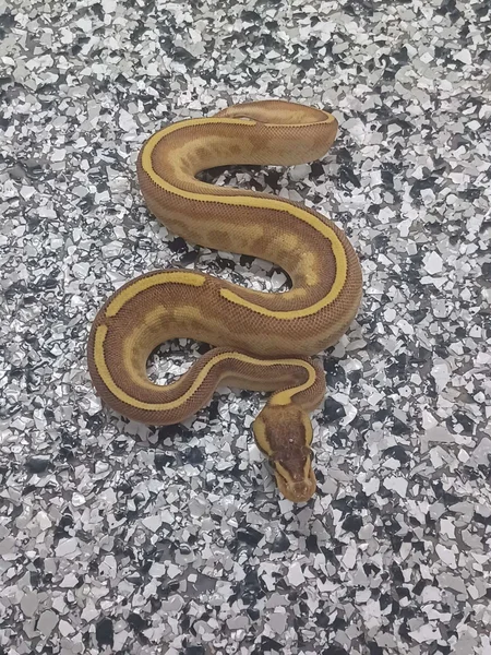 Enchi Freeway G-Stripe