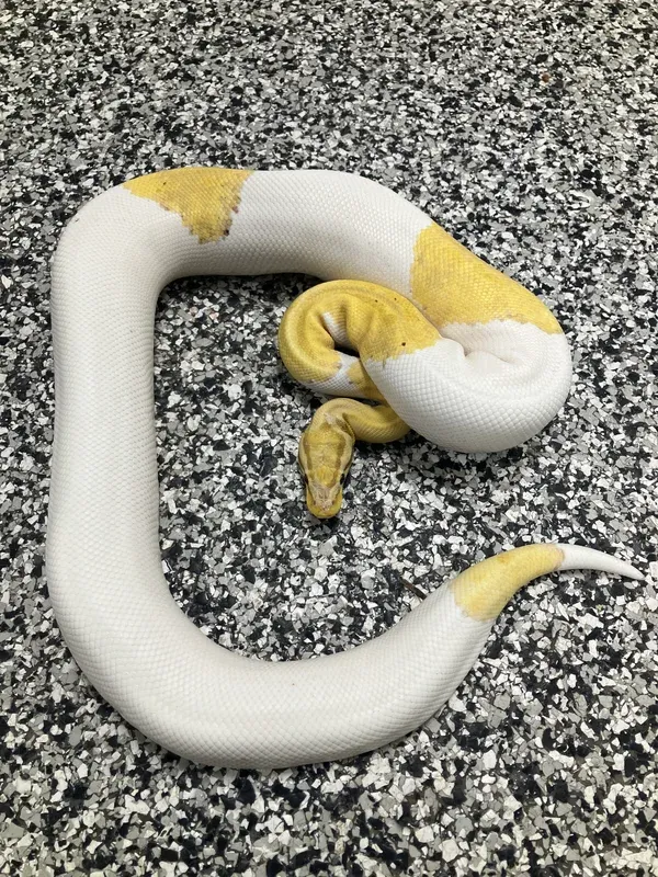 Banana Enchi Pastel Pied