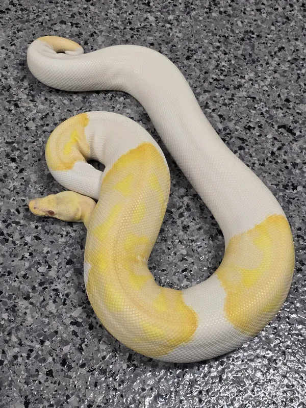 Albino Pied