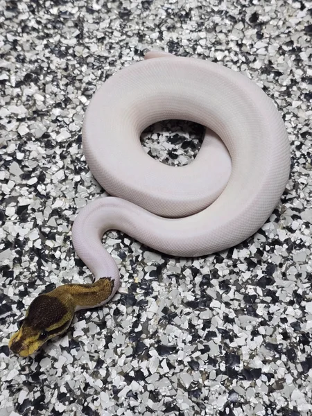 Cinnamon Pied DH Hypo/Enhancer
