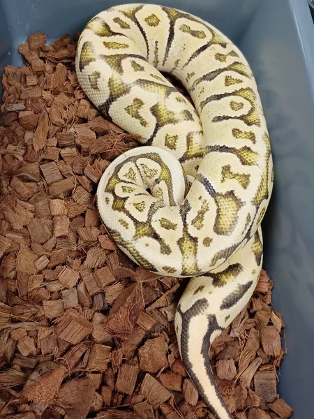 Super Vanilla Super Pastel