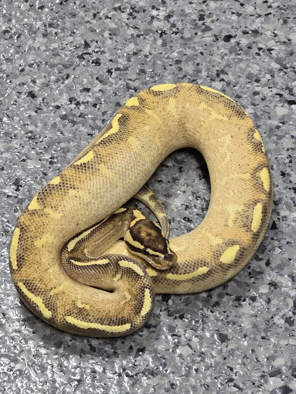 Enchi Freeway Het Clown