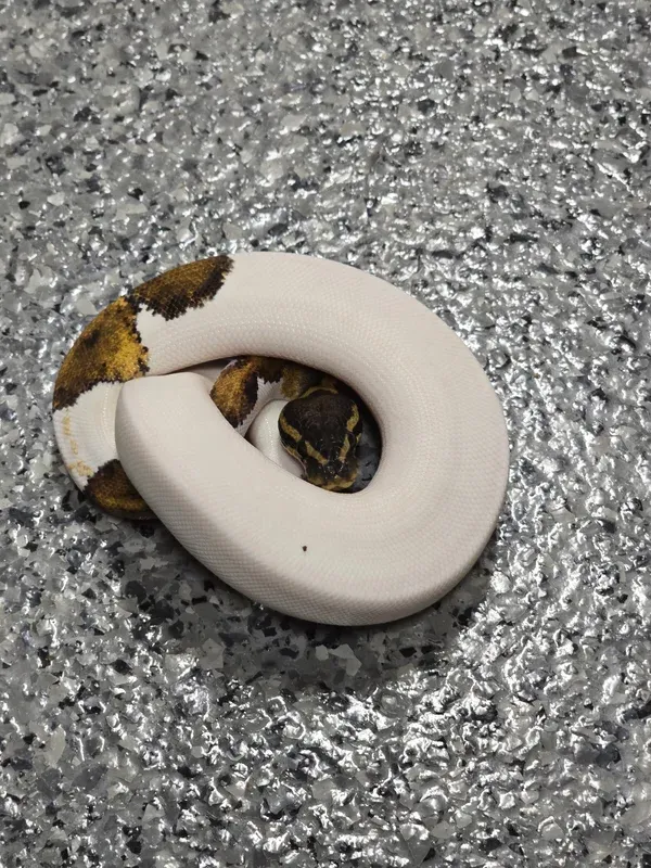 Mahogany Pied Het Lav