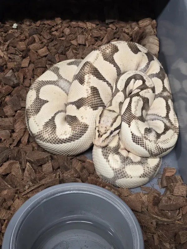 Pastel Enchi DG