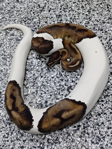 SH Pied Het Albino