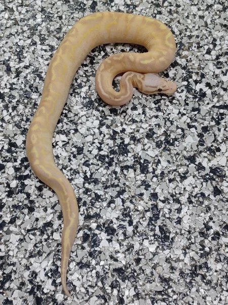 Banana Pastel Freeway Het Clown
