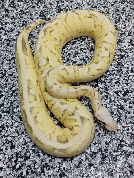 Pastel Vanilla Fire poss Asphalt/YB