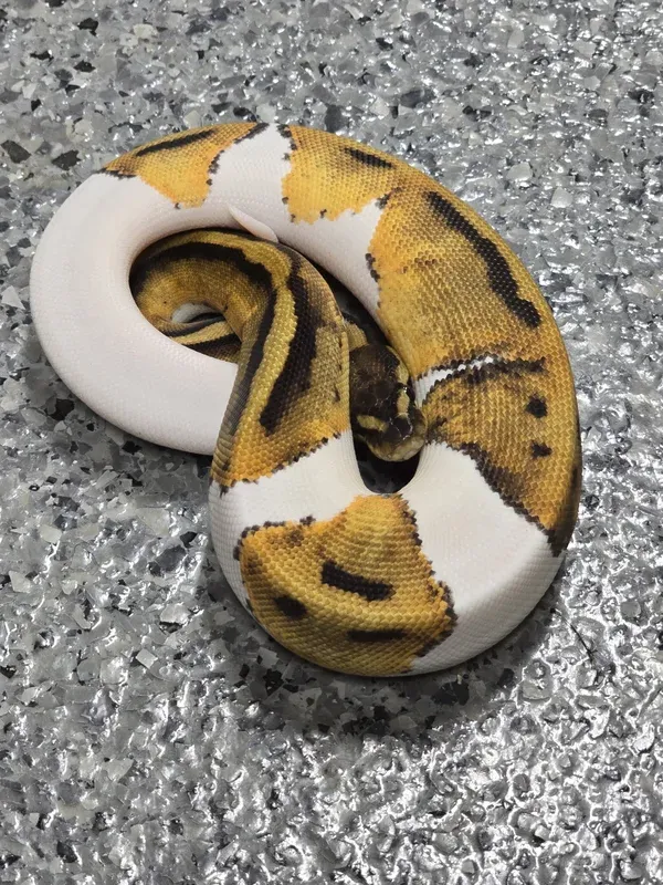 Pied Het G-Stripe 66% Lav