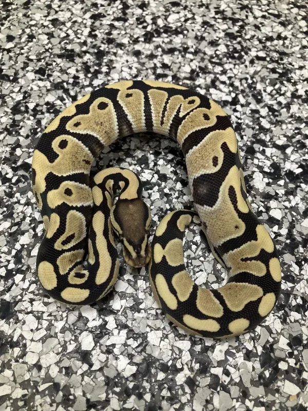 Enhancer Het Clown 66% G-Stripe