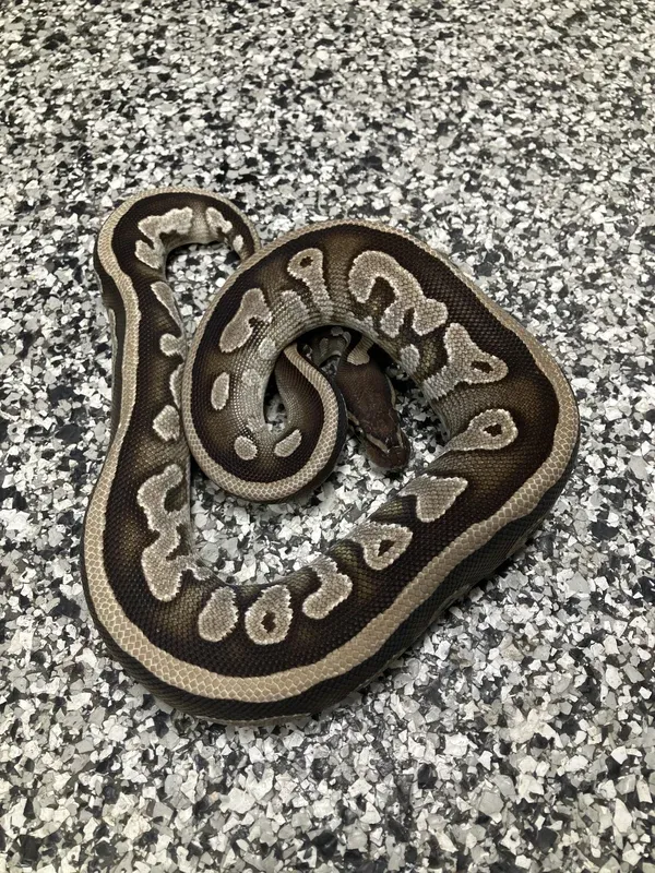 Mojave DH Lightning Pied 