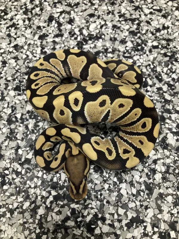 Enhancer Het Clown 66% G-Stripe