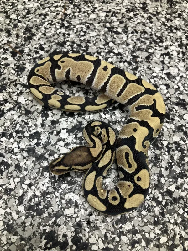 Enhancer Het Clown 66% G-Stripe