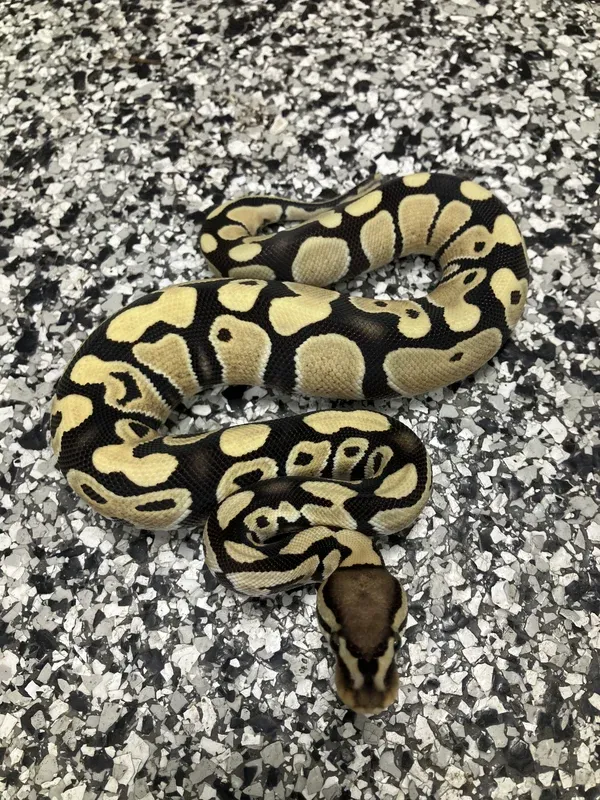 Enhancer Het Clown 66% G-Stripe